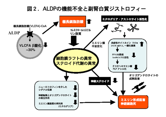 図2.Dysfunction of ALDP and adrenoleukodystrophy